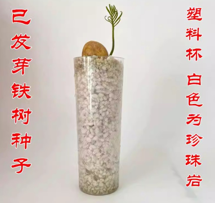 铁树种子变盆栽可开花南北方都种植不怕冻耐寒绿植苏铁种苗去壳