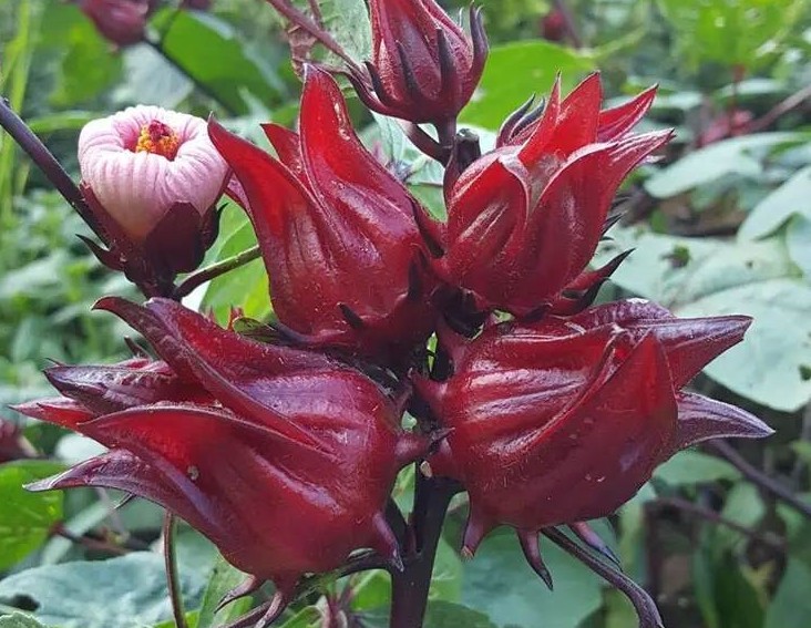 籽洛神花种子四季红金梅苗
