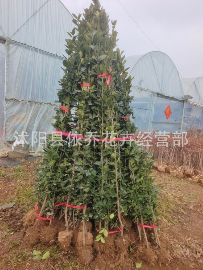 围墙篱笆植物大叶北海道黄杨苗冬青树苗四季常青耐寒庭院绿篱树苗