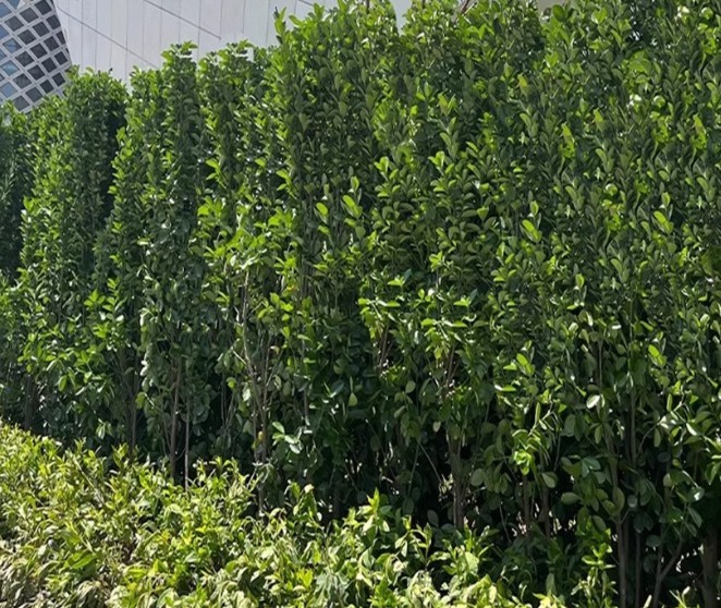 围墙篱笆植物大叶北海道黄杨苗冬青树苗四季常青耐寒庭院绿篱树苗