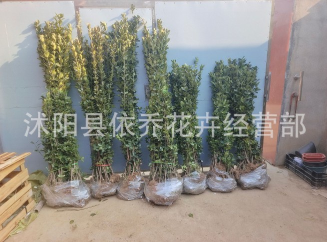 围墙篱笆植物大叶北海道黄杨苗冬青树苗四季常青耐寒庭院绿篱树苗