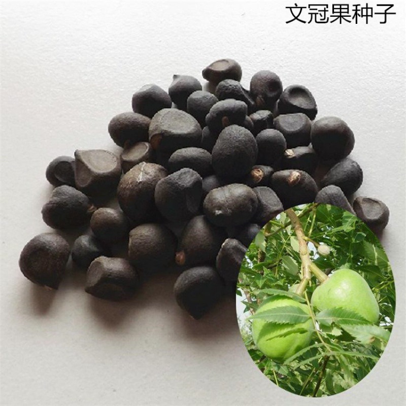 散装新采文冠果种子