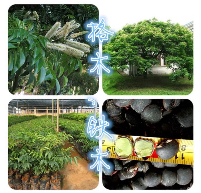 格木种子 格木树种子 格木树苗种子 绿化苗木种子 林木种子