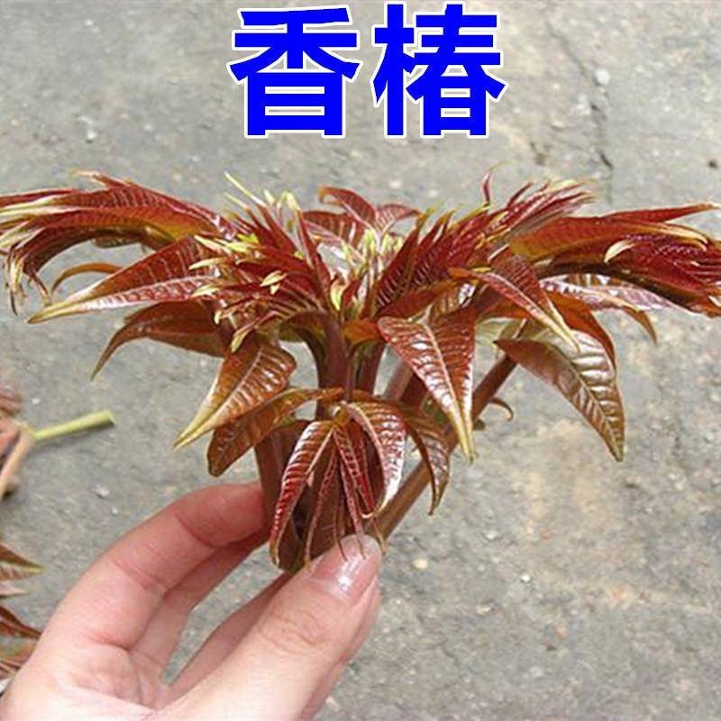 香椿种子净籽香椿种子红油香椿树苗香椿小苗也可生芽菜