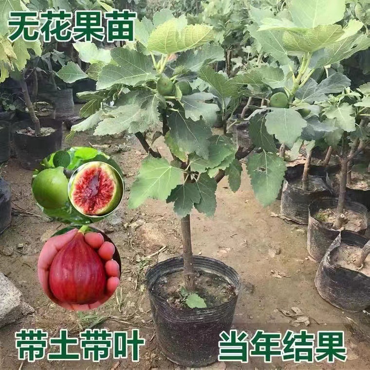 无花果树苗带盆带土带叶