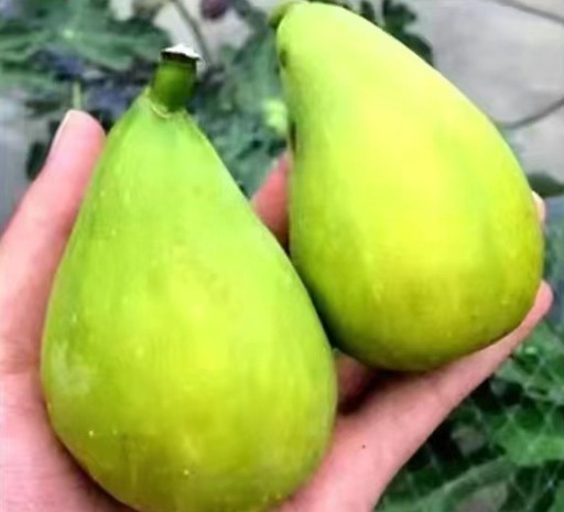 无花果树苗带盆带土带叶