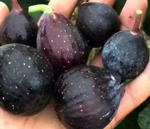 无花果树苗带盆带土带叶