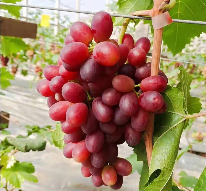 山东魅香无核中国红玫瑰葡萄苗嫁接葡萄苗新红玫瑰葡萄苗