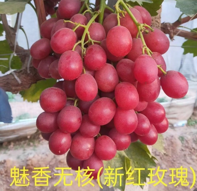 山东魅香无核中国红玫瑰葡萄苗嫁接葡萄苗新红玫瑰葡萄苗