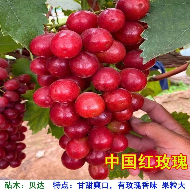 山东魅香无核中国红玫瑰葡萄苗嫁接葡萄苗新红玫瑰葡萄苗