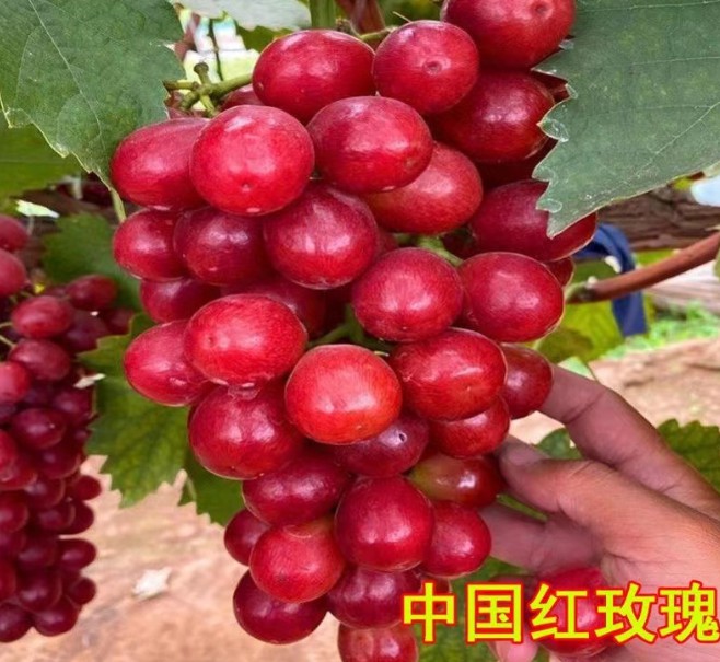 山东魅香无核中国红玫瑰葡萄苗嫁接葡萄苗新红玫瑰葡萄苗