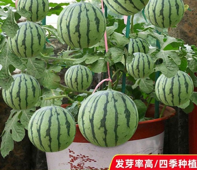 无籽小西瓜四季种植阳台庭院盆栽水果种子