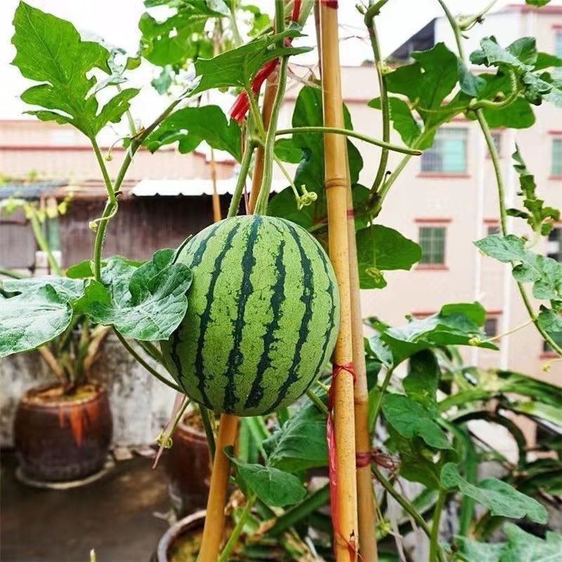 无籽小西瓜四季种植阳台庭院盆栽水果种子