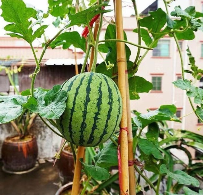 无籽小西瓜四季种植阳台庭院盆栽水果种子