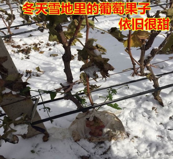葡萄树苖巨峰夏黑阳光玫瑰葡萄苗特大庭院爬藤树苗北方南方种植