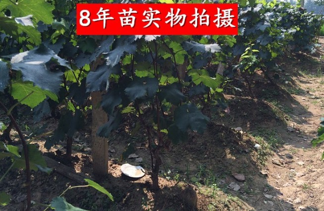 葡萄树苖巨峰夏黑阳光玫瑰葡萄苗特大庭院爬藤树苗北方南方种植