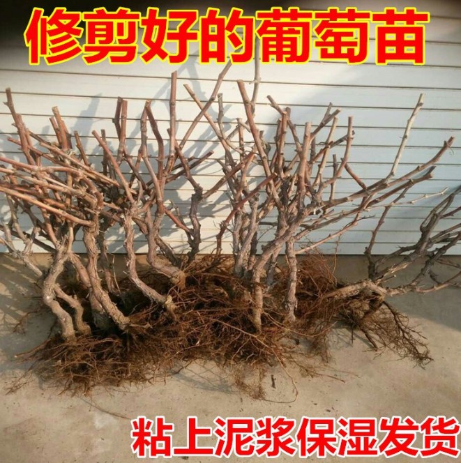 葡萄树苖巨峰夏黑阳光玫瑰葡萄苗特大庭院爬藤树苗北方南方种植