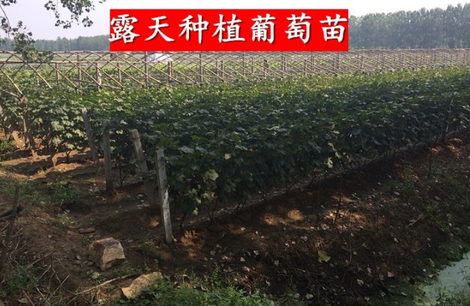 葡萄树苖巨峰夏黑阳光玫瑰葡萄苗特大庭院爬藤树苗北方南方种植