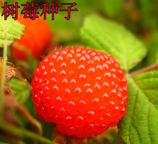 盆栽树莓种子种苗覆盆子刺泡树苗蓝莓苗红树梅果苗泡树苗树莓
