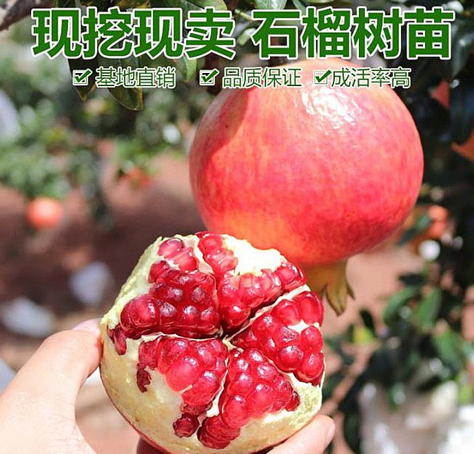 石榴树苗突尼斯软籽黑籽特大南北方种植地栽盆栽庭院当年结果树苗