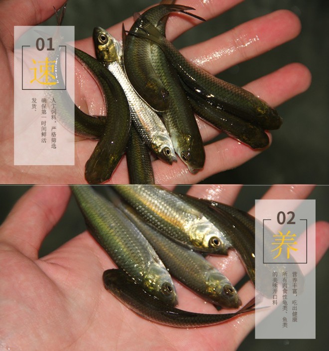 草鱼苗淡水好养殖可食用
