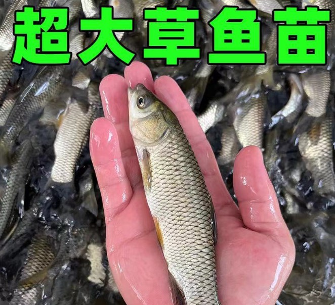 草鱼苗淡水好养殖可食用