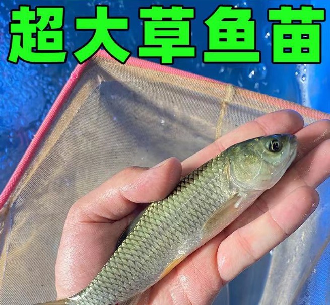 草鱼苗淡水好养殖可食用