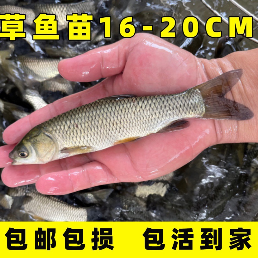 草鱼苗淡水好养殖可食用