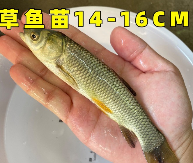 草鱼苗淡水好养殖可食用