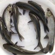 鱼乌皖鱼乌青大青