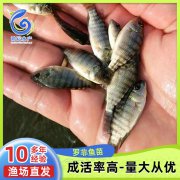 供应现货罗非鱼苗新吉富罗非水花单性罗非鱼幼苗成活率高大量批发