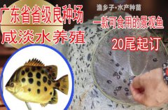 金钱鱼苗 金鼓鱼苗 海水孵化名贵鱼苗