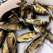 花鲢鱼苗黑鲢胖头鱼苗食用小鱼苗