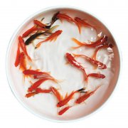 小金鱼苗观赏鱼冷水耐活好养鱼淡水红白锦鲤活鱼小型鱼