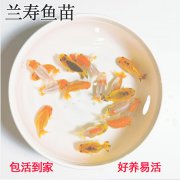 冷水鱼兰寿金鱼活体鱼苗观赏鱼