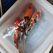锦鲤鱼大正红白三色鱼